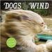 Dogs in the Wind Wall Calendar 2016